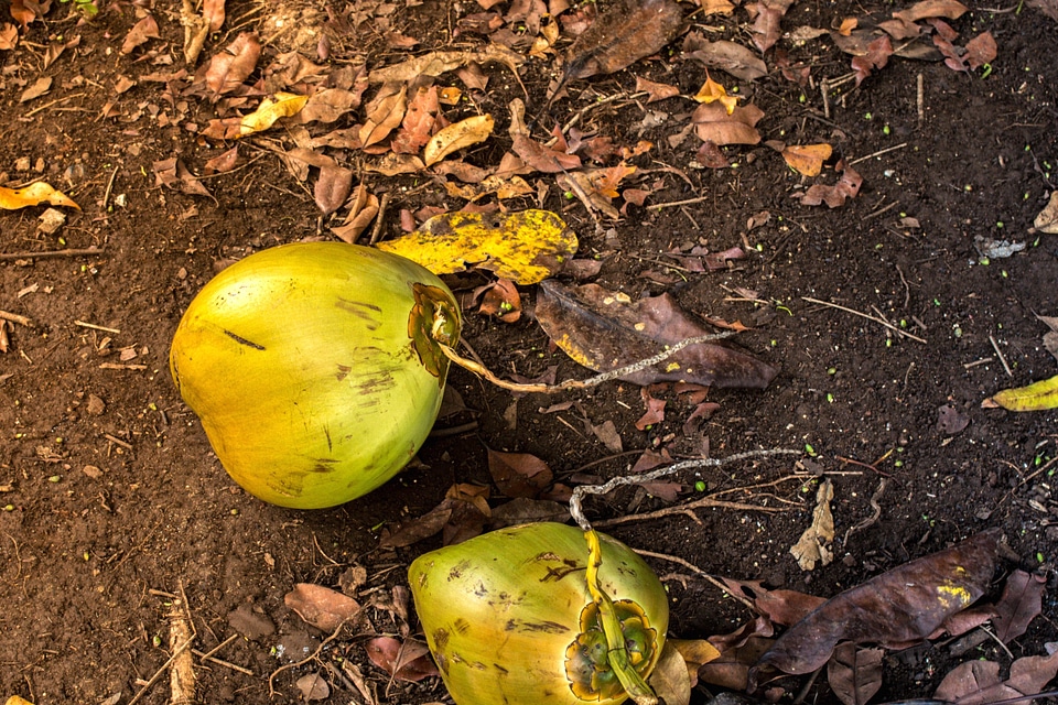 Coconut detail dirt