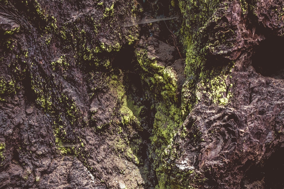 Branch Cladonia rangiferina environment
