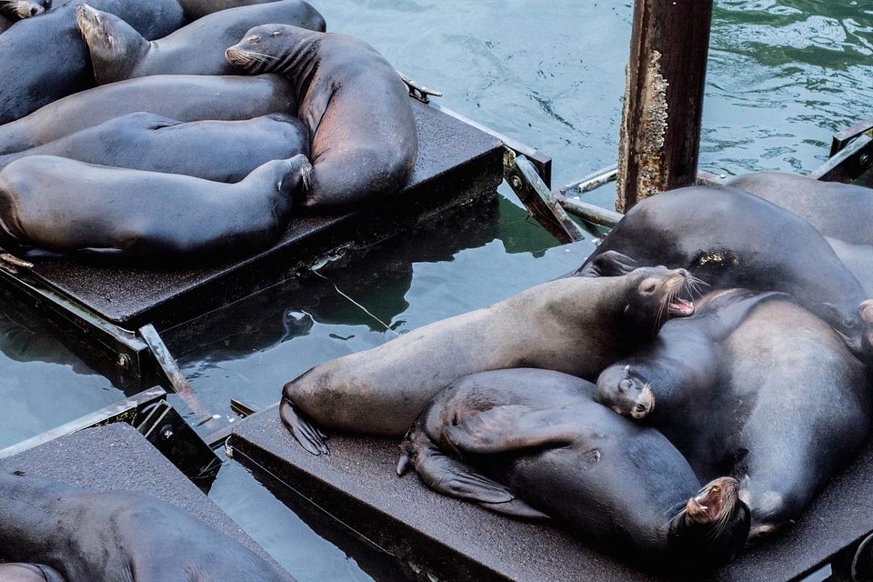 Animal fauna harbour