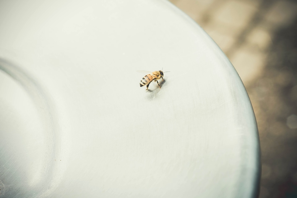 Animal arthropod bee