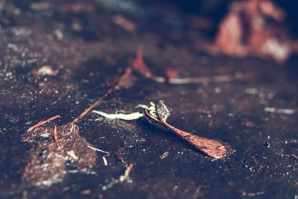 Coast ground leaf