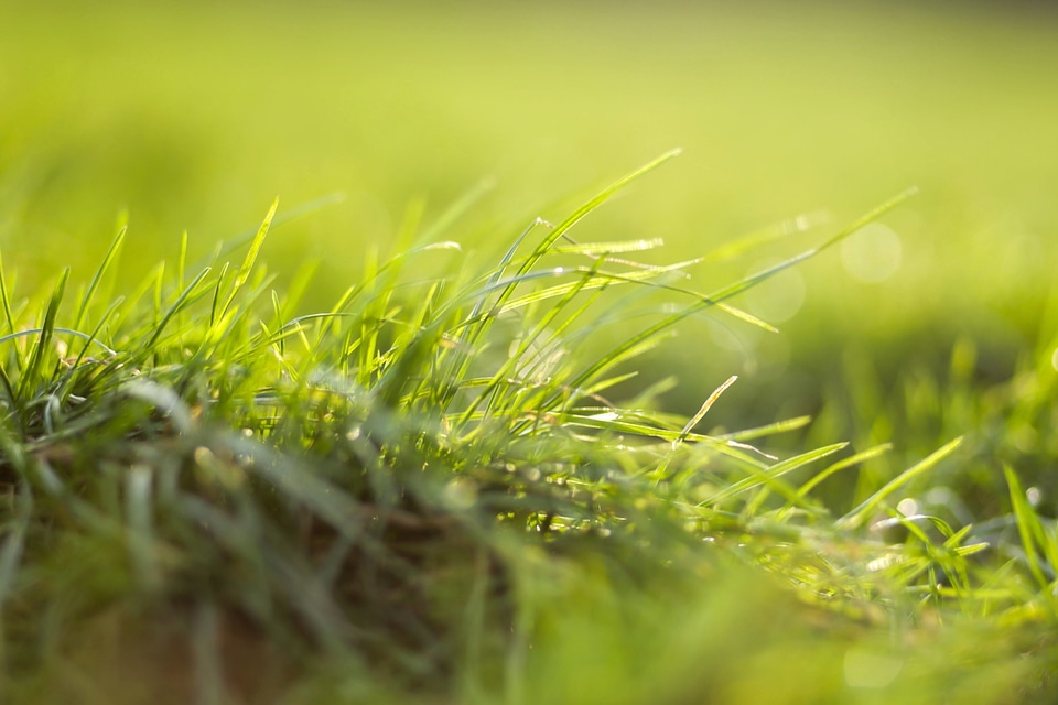 Agriculture countryside dark green