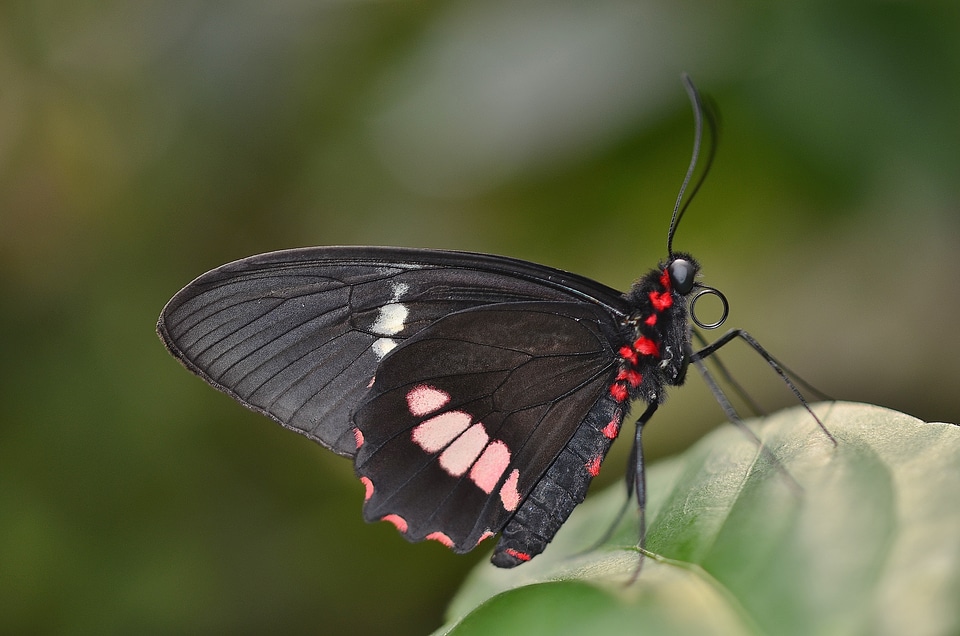 Macro insect animal