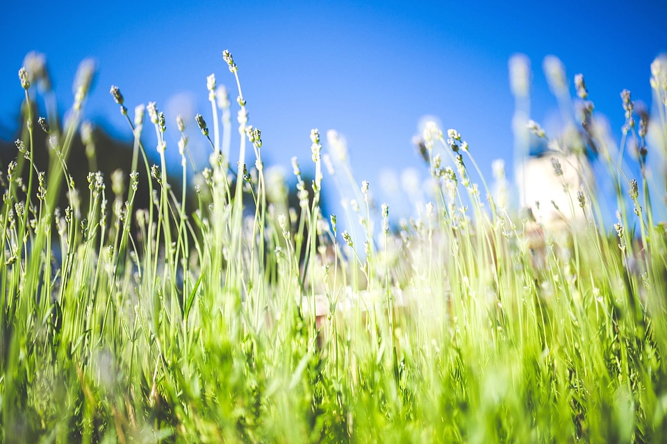 Environment field flora