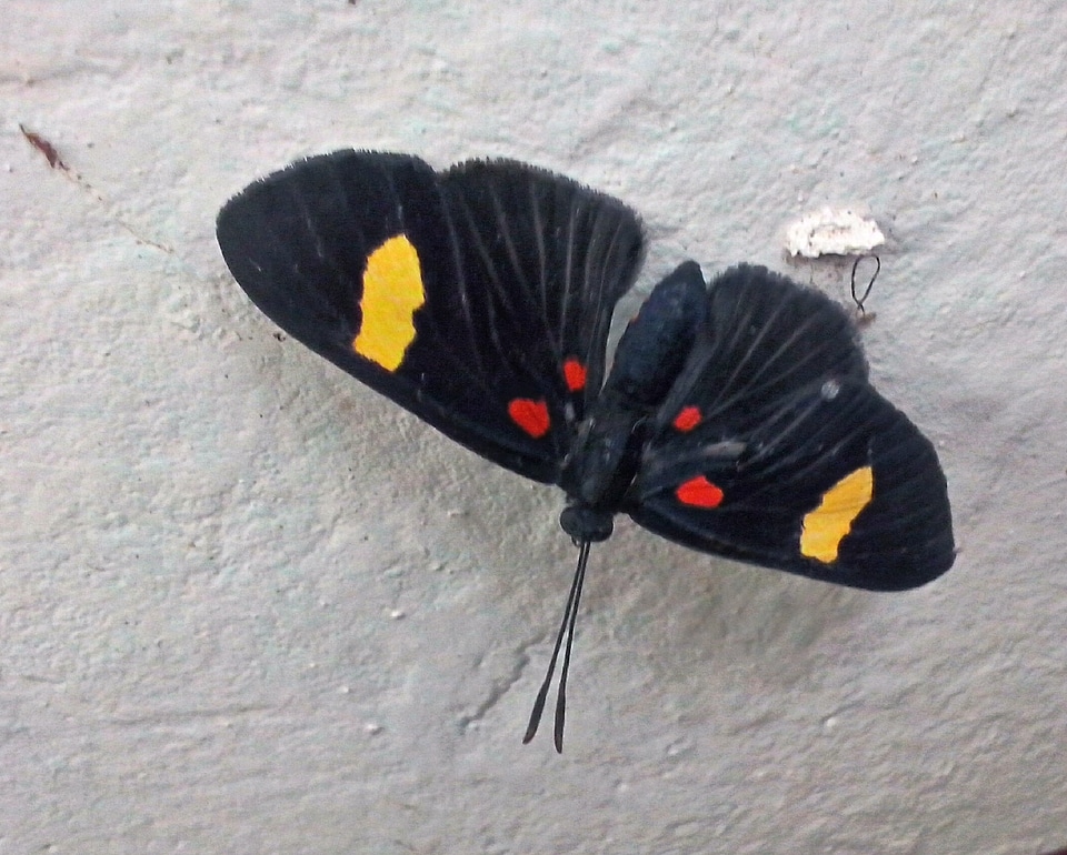 Animal arthropod black