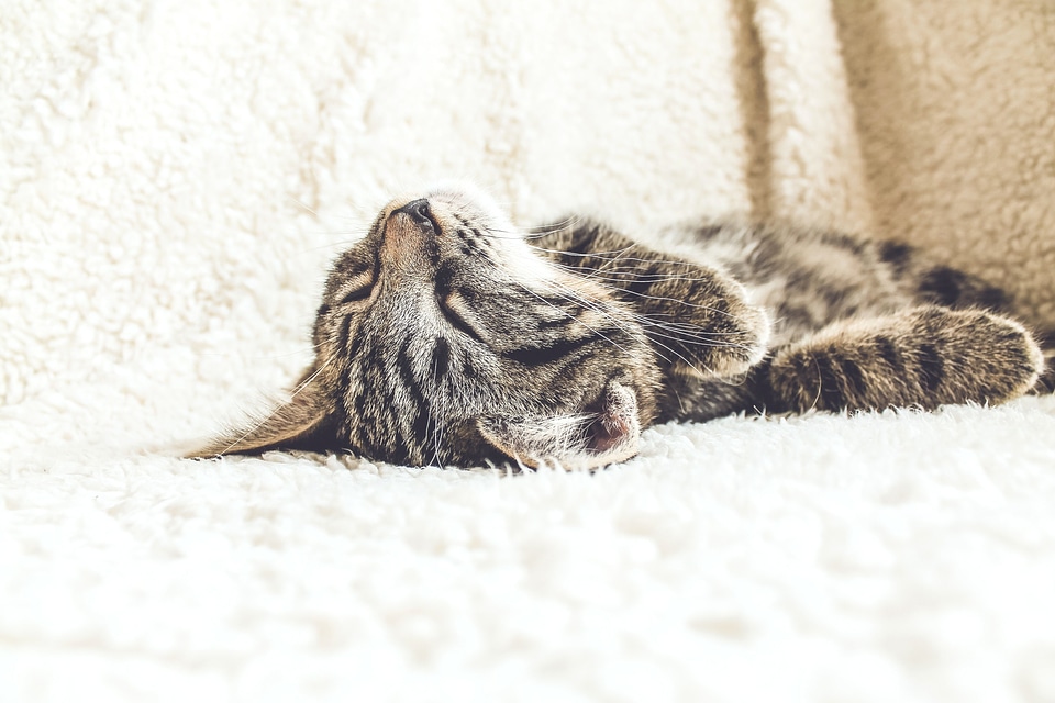 Adorable animal cat