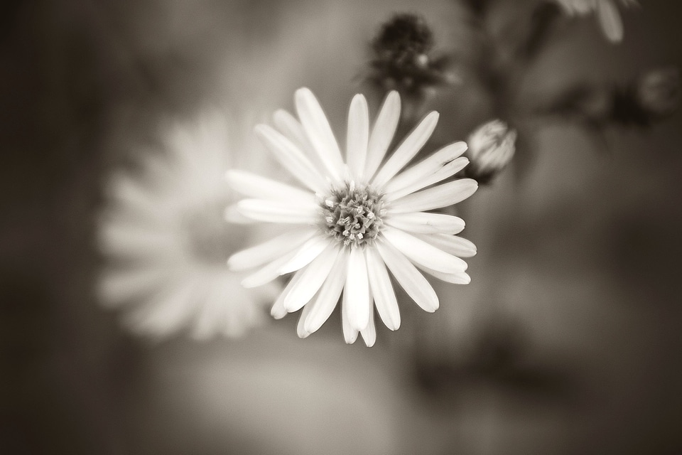 Beautiful Flowers black and white bloom