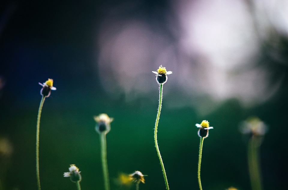 Beautiful Flowers blossom flora