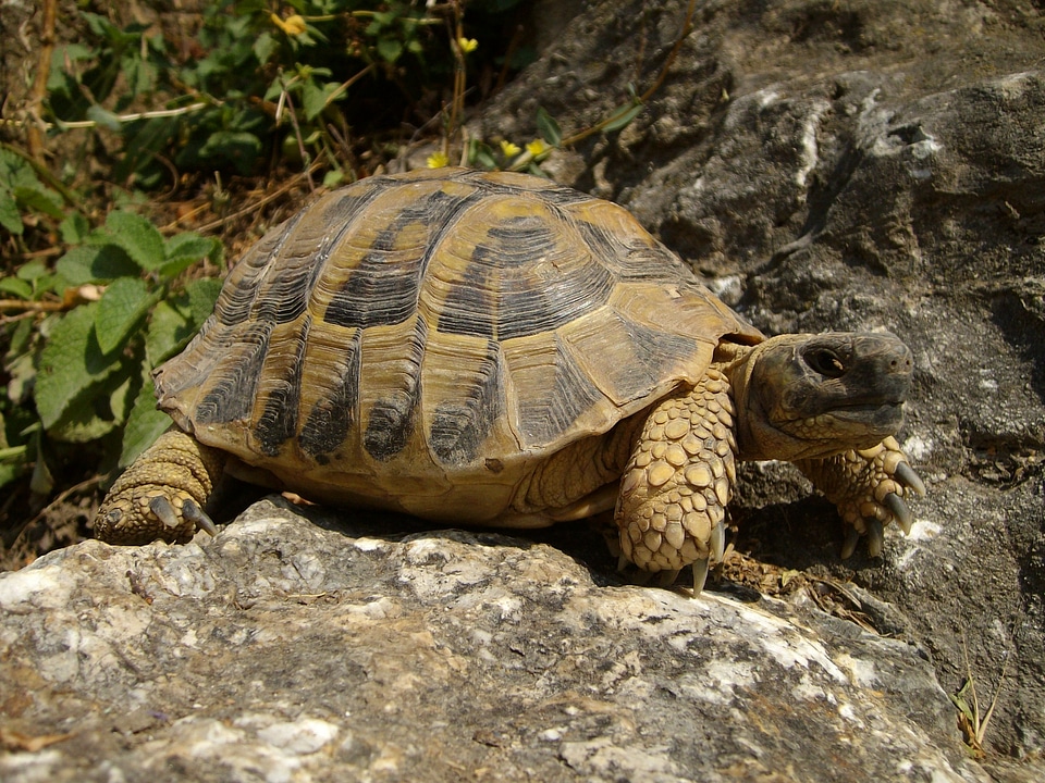 Nature animal reptile