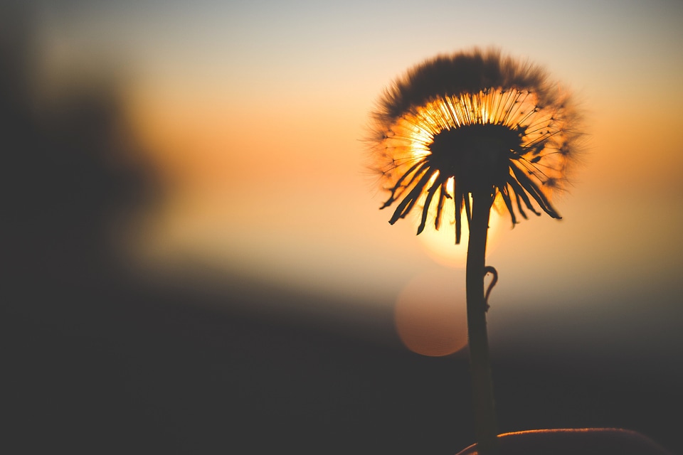 Beautiful Flowers dandelion dark