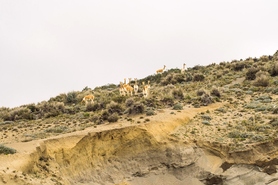 Alpaca animal desert