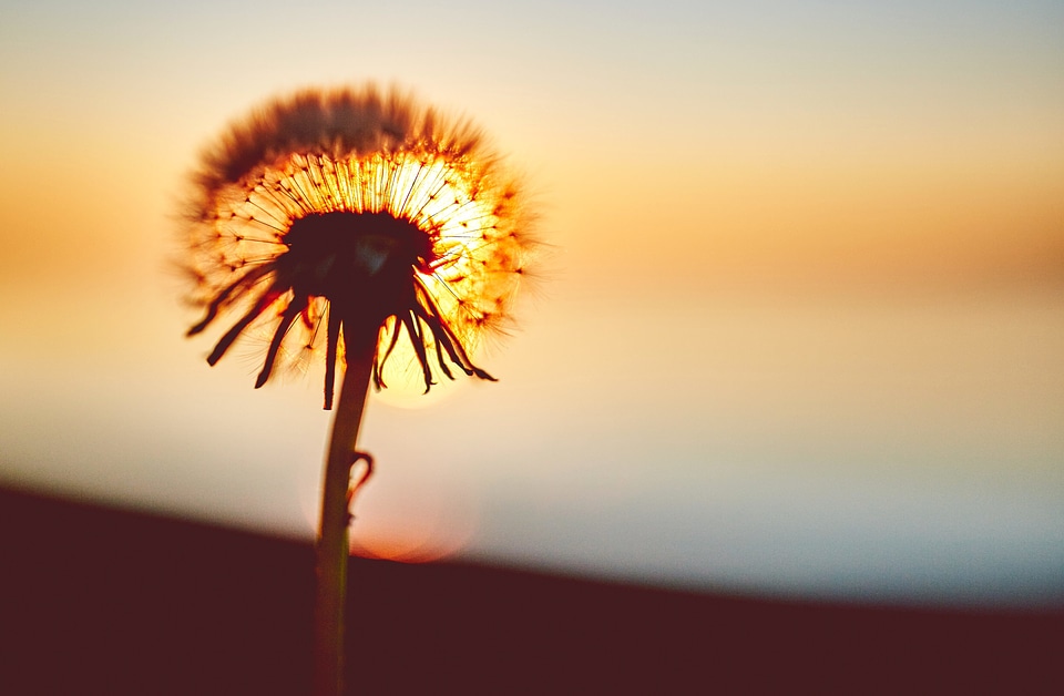 Blossom dandelion dusk