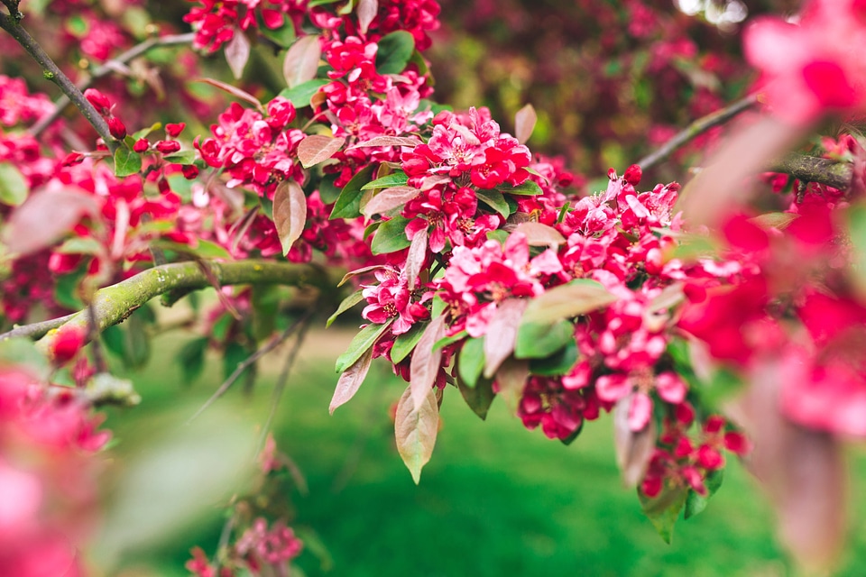 Beautiful Flowers bloom blooming