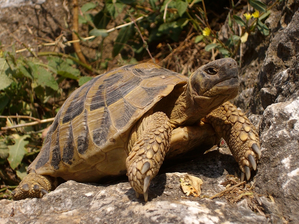 Nature animal reptile