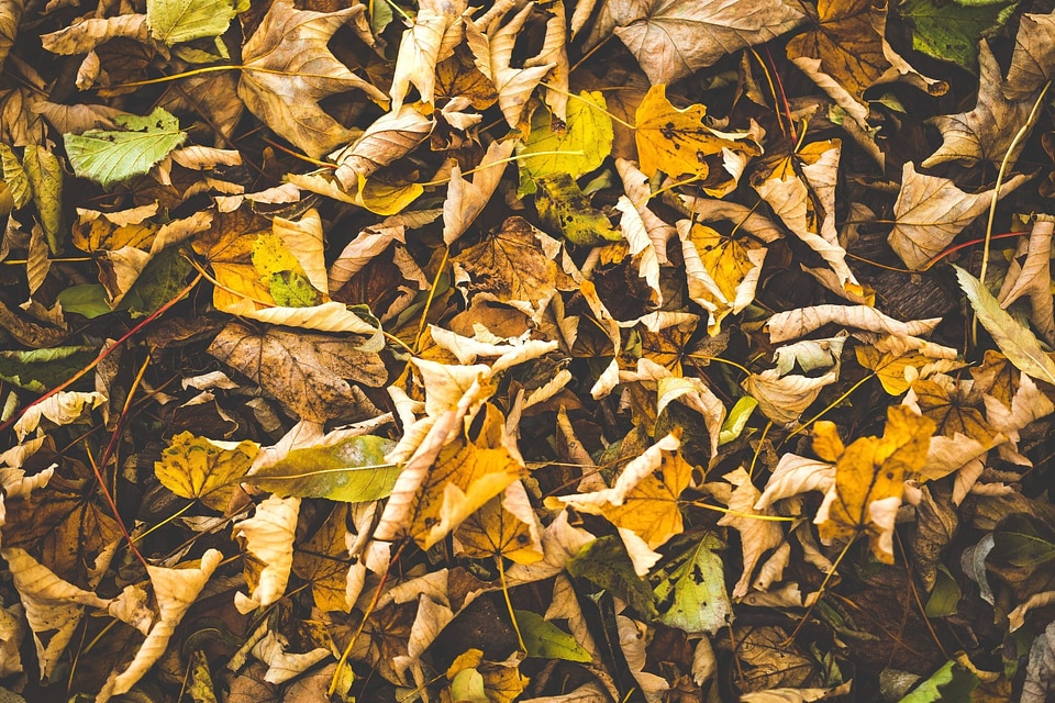 Autumn autumn season colorful