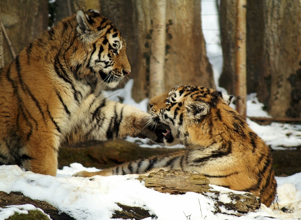 Young animal predator animals