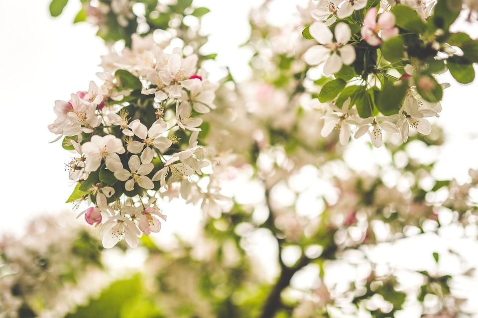 Agriculture beautiful flowers bloom
