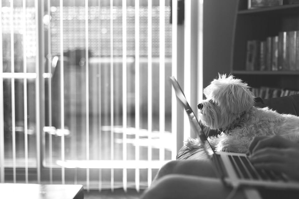 Animal black and white canine
