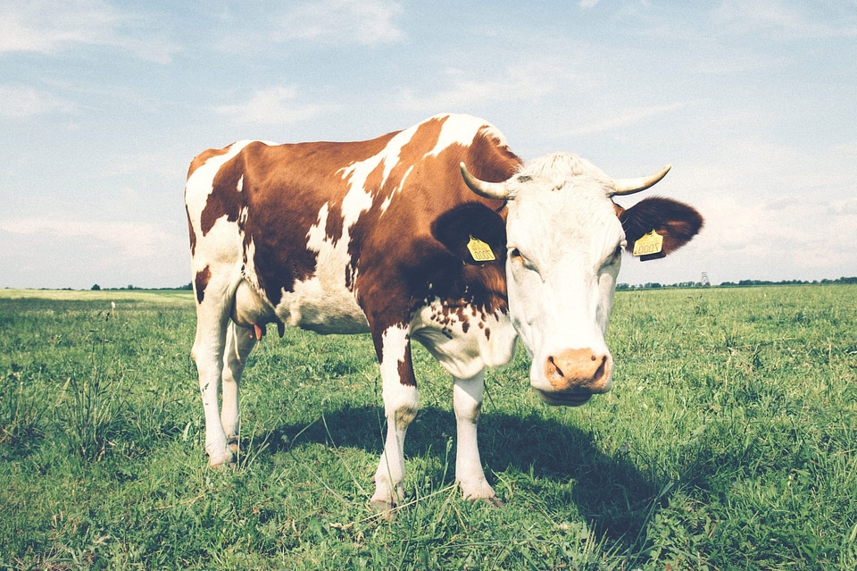 Agriculture animal animals