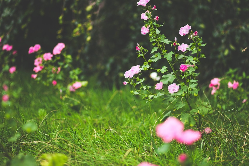 Beautiful Flowers bloom blooming photo