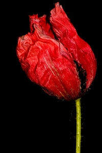 Poppy flower poppy flower
