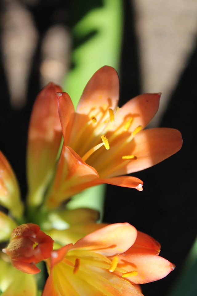 Flora garden spring