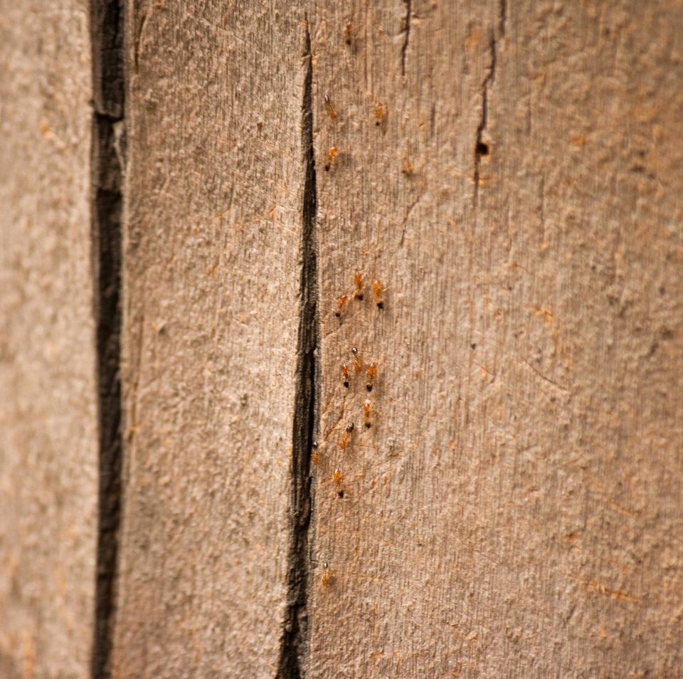 Animal arthropod brown