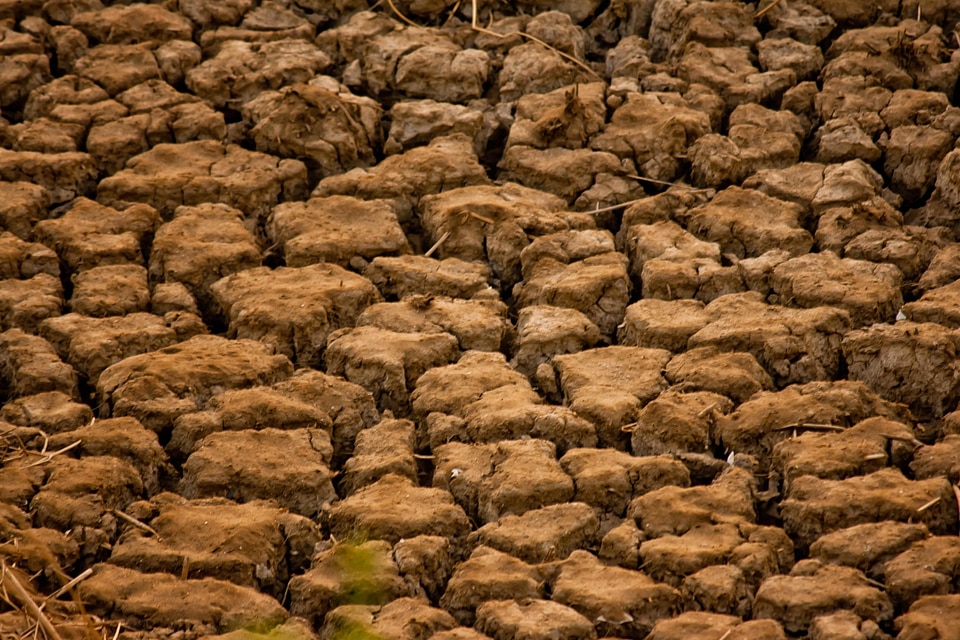 Brown dry dry season