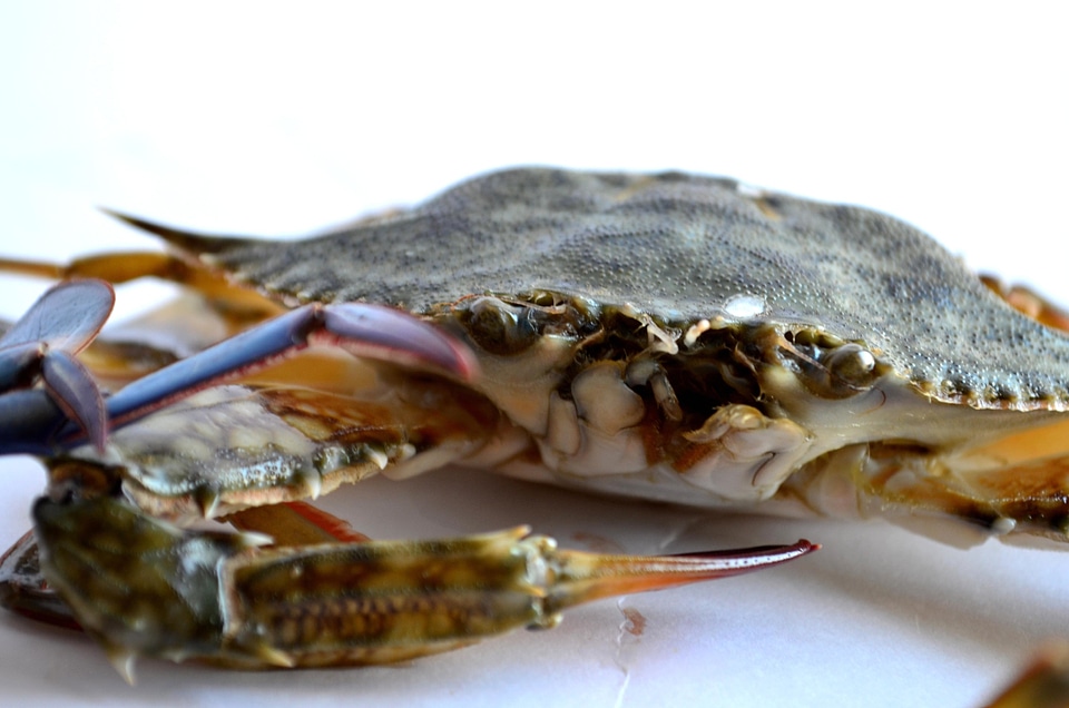 Animal arthropod close-up