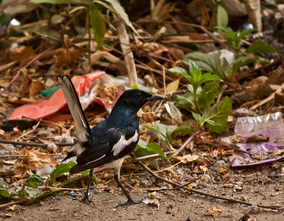 Animal beak bird photo