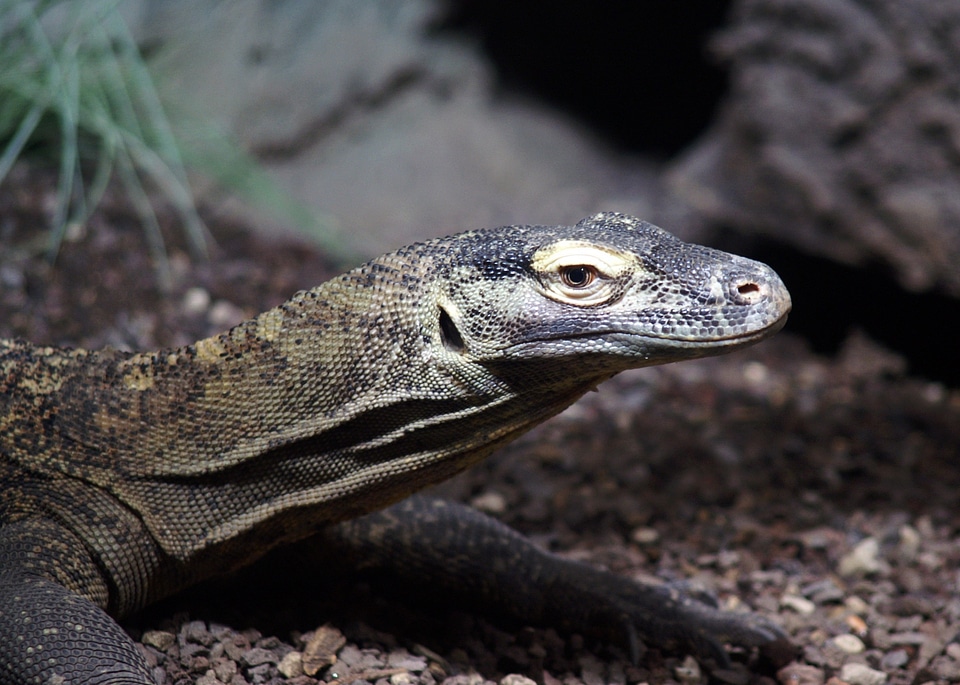 Lizard animals reptile