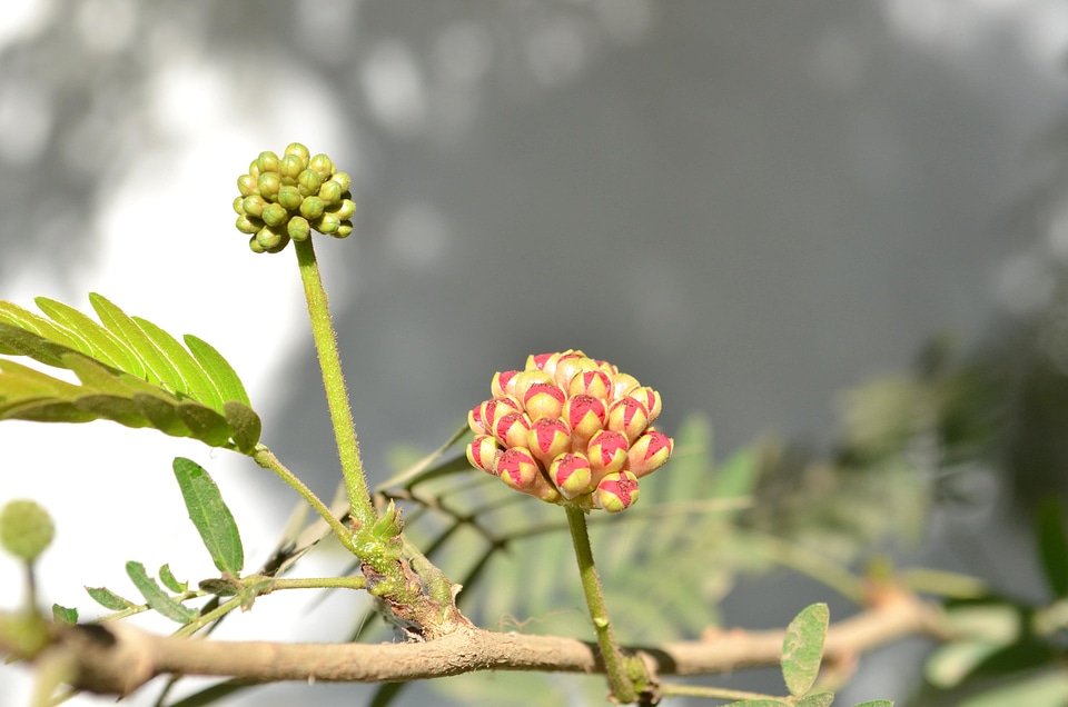 Beautiful Flowers blooming blossom