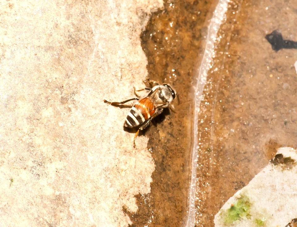 Animal arachnid arthropod