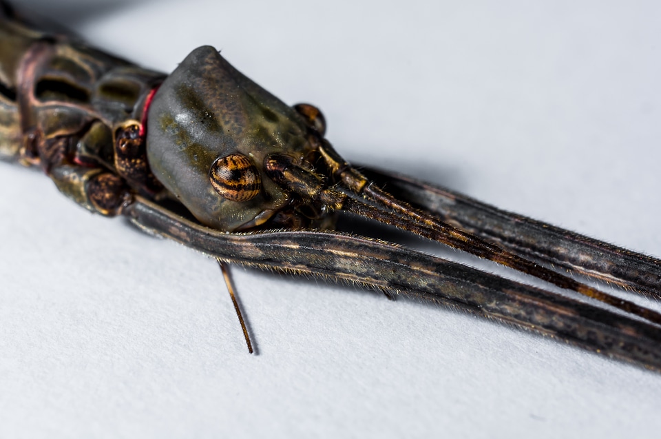 Ghost insect scare close up
