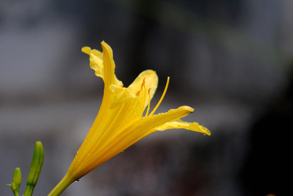 Beautiful Flowers blooming blossom