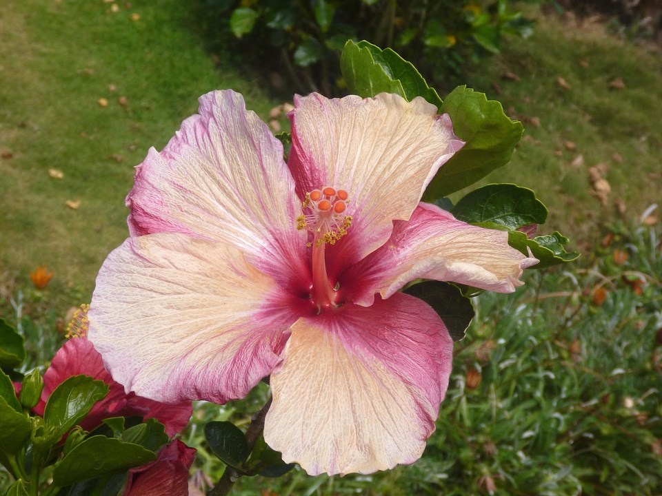 Beautiful Flowers beautiful image beautiful photo