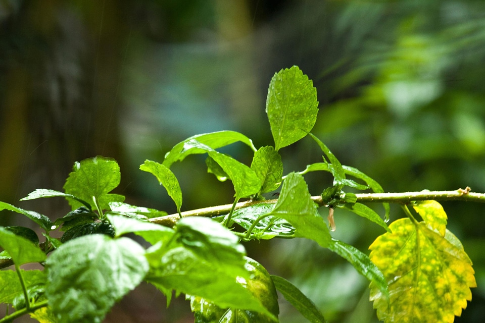 Branch branches bush