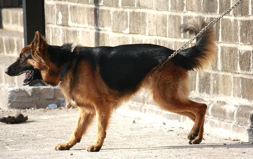 Animal black canine