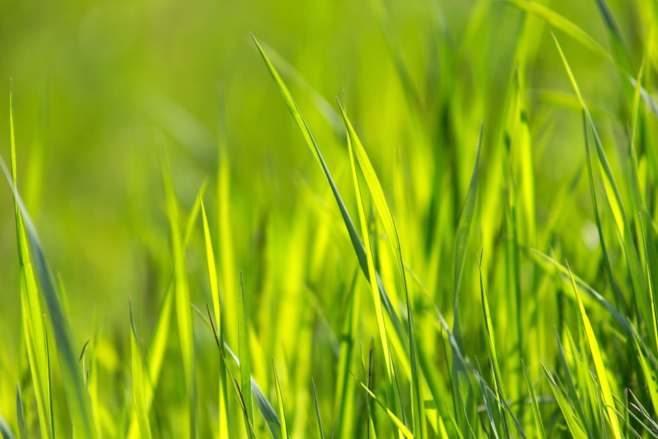 Flora grass grass plants