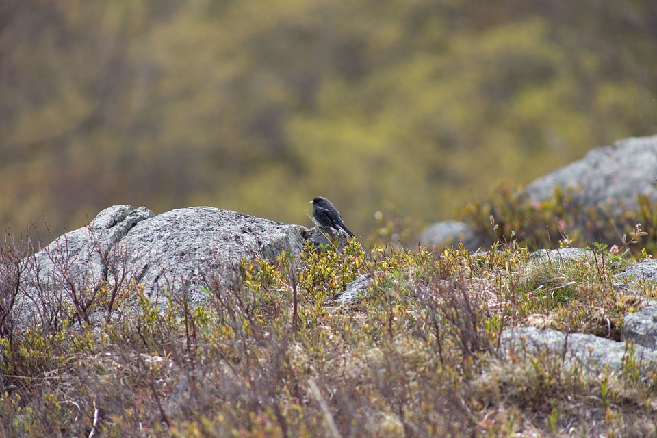 Animal beak bird