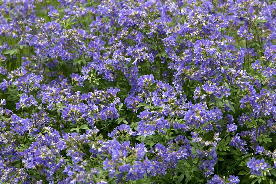 Beautiful Flowers bloom blooming