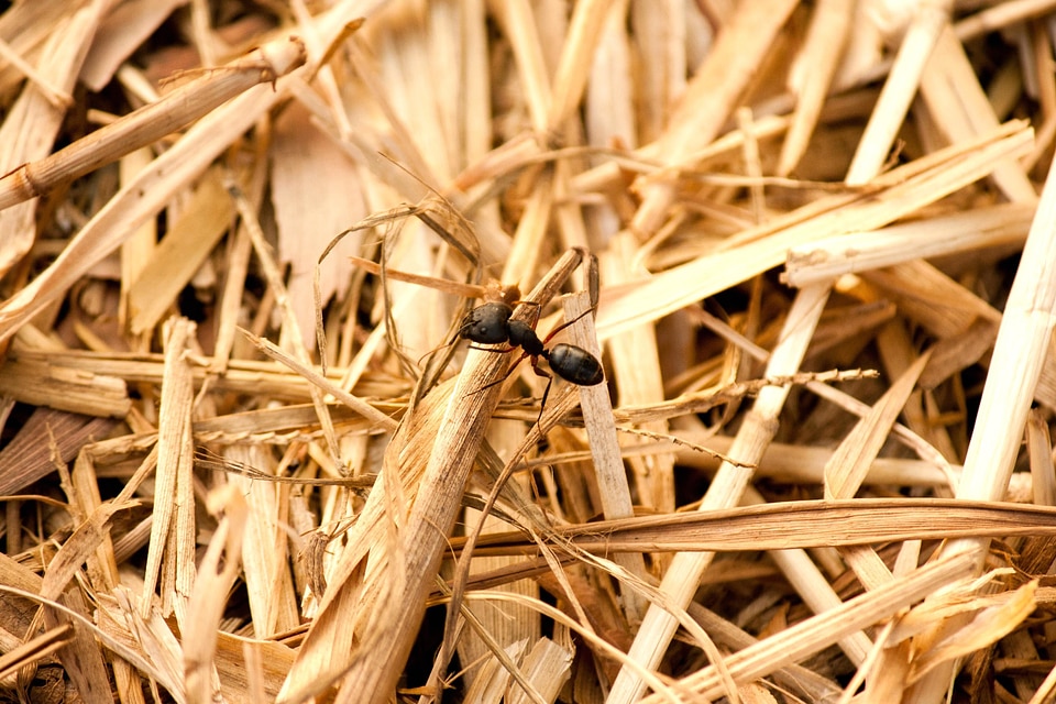 Animal arthropod black