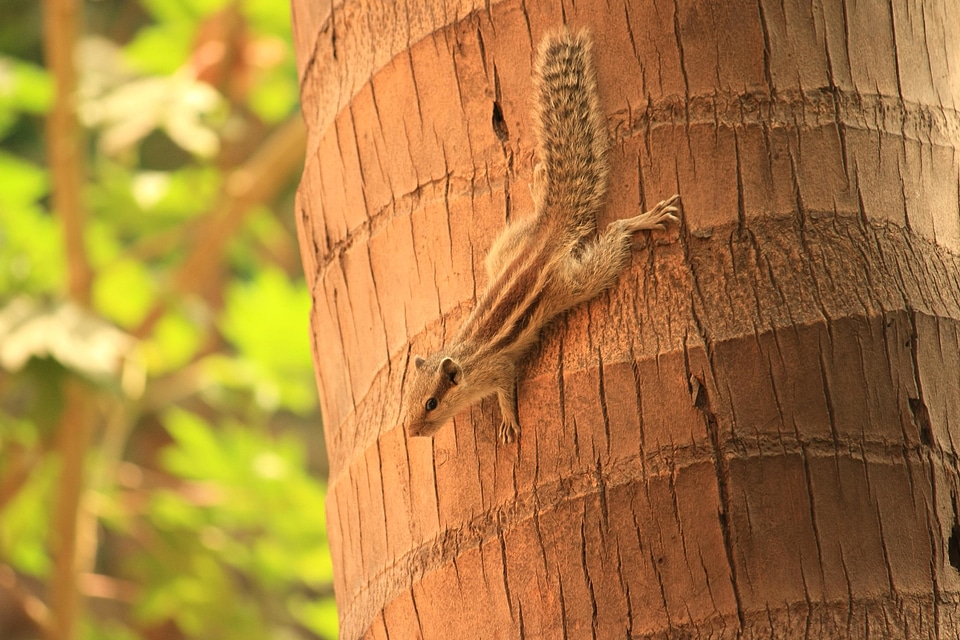 Animal bark beautiful photo
