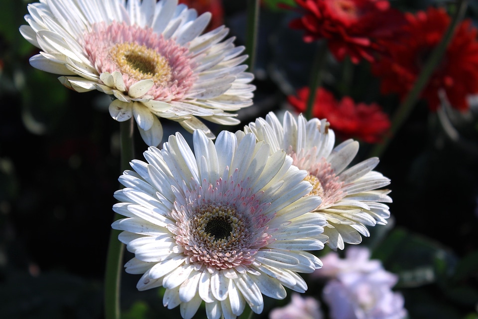 Beautiful Flowers bloom blooming