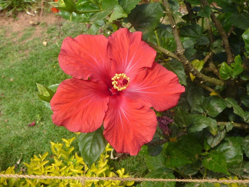 Beautiful Flowers blossom colorful
