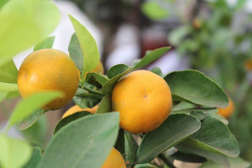 Agriculture button citrus