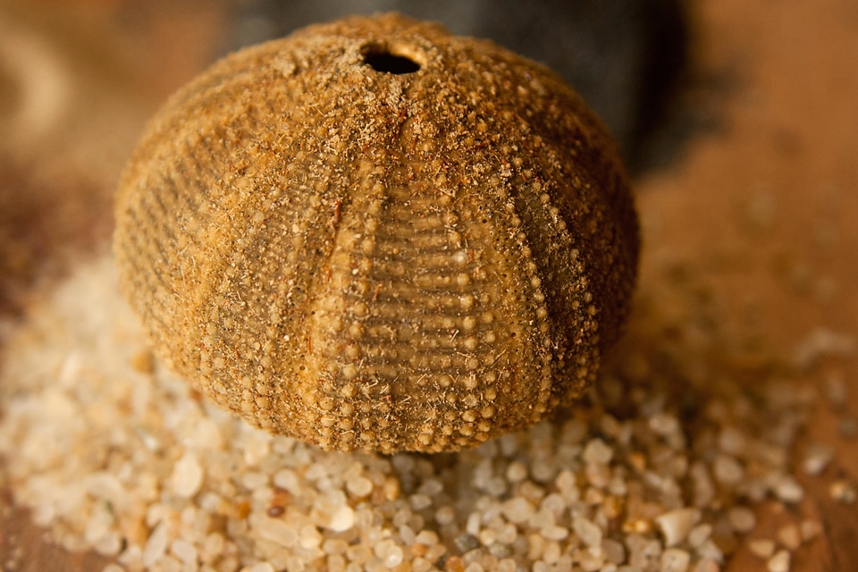Brown decoration Echinoidea echinozoa