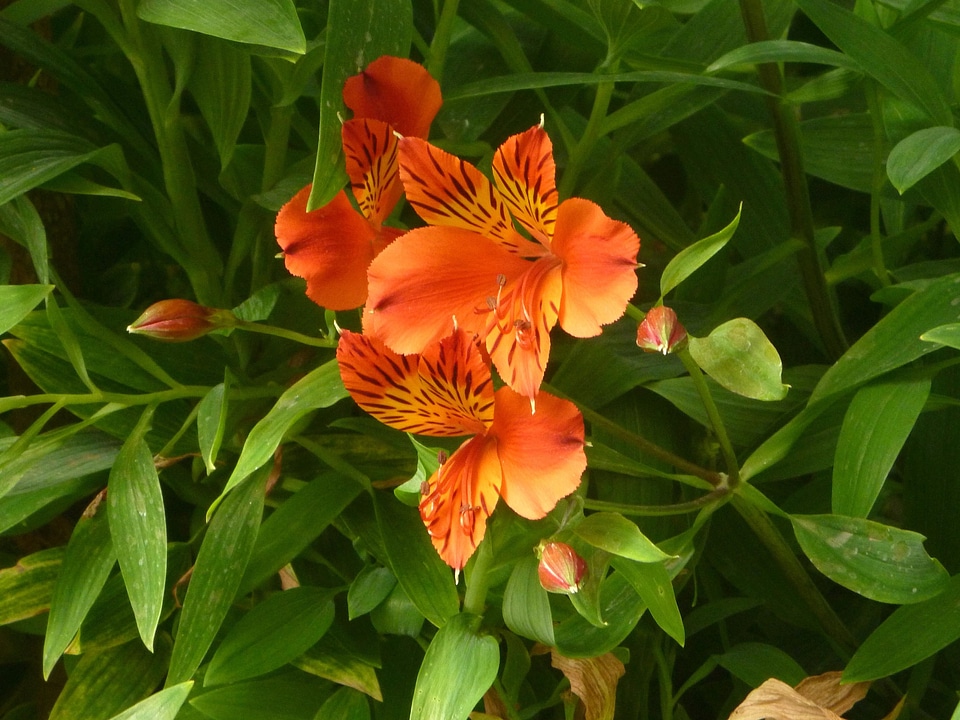 Beautiful Flowers blooming blossom