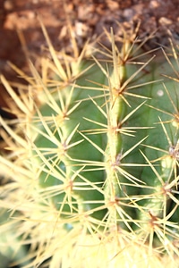 Cactus desert plant Echinocactus grusonii photo