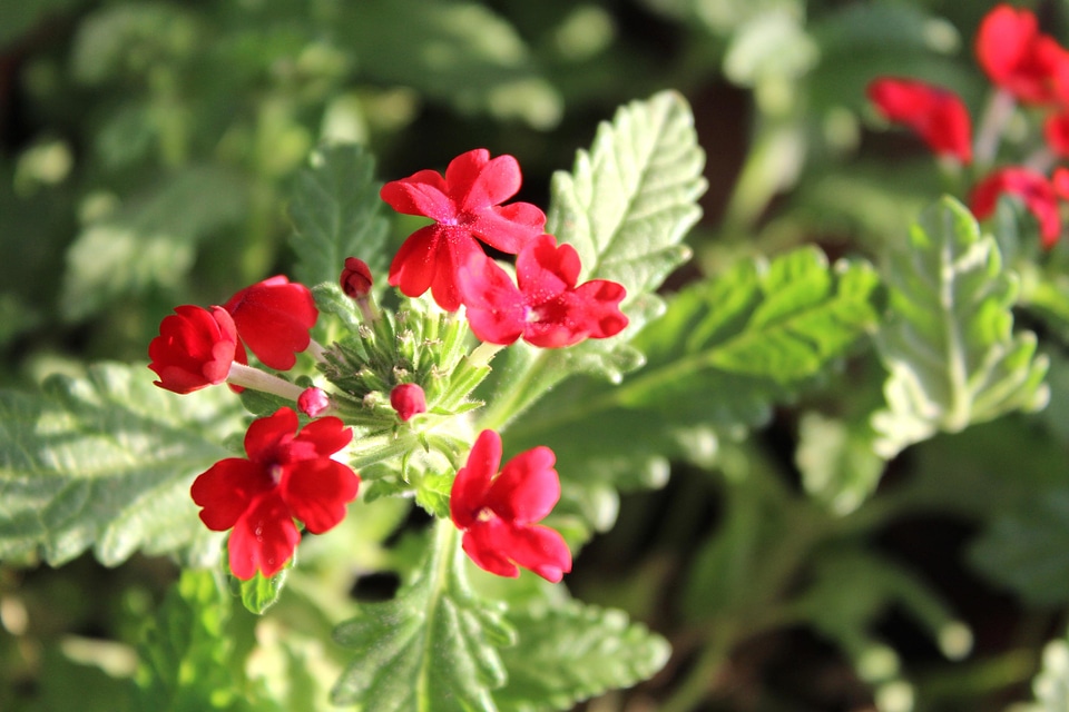 Beautiful Flowers blooming blossom